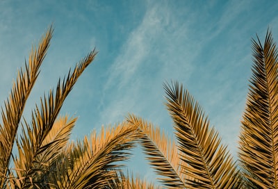 白天蓝天下绿油油的棕榈树
